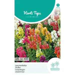 HT ANTIRRHINUM, LEEUWENBEKJE HALF-HOGE GEMENGD - afbeelding 2