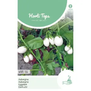 HT AUBERGINE WHITE EGG - afbeelding 3