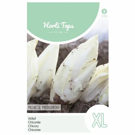 HT Brusselse Witlof 'Mechelse' - Middelvroeg - afbeelding 1