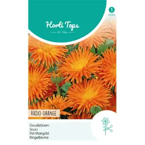 HT CALENDULA, GOUDSBLOEM RADIO ORANGE - afbeelding 2