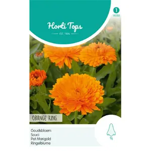 HT Goudsbloem 'Orange King' - afbeelding 1