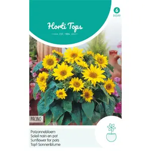 HT HELIANTHUS, POTZONNEBLOEM PACINO - afbeelding 2