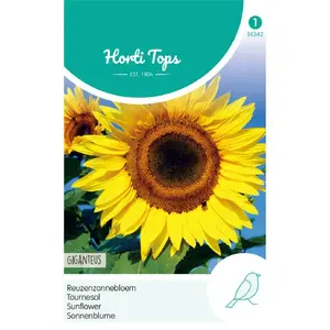 HT HELIANTHUS, ZONNEBLOEM GIGANTEUS - afbeelding 2