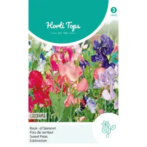 HT LATHYRUS, REUK- OF SIERERWT COLORAMA GEMENGD - afbeelding 1
