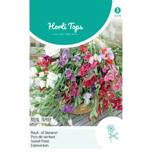 HT LATHYRUS, REUK- OF SIERERWT ROYAL FAMILY GEMENGD - afbeelding 2