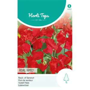 HT LATHYRUS, REUK- OF SIERERWT ROYAL FAMILY ROOD - afbeelding 1