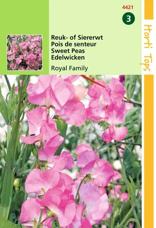 HT LATHYRUS, REUK- OF SIERERWT ROYAL FAMILY ROZE