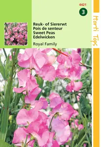 HT LATHYRUS, REUK- OF SIERERWT ROYAL FAMILY ROZE