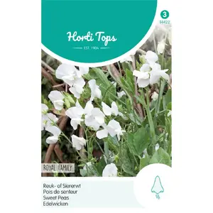 HT LATHYRUS, REUK- OF SIERERWT ROYAL FAMILY WIT - afbeelding 2