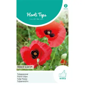 HT PAPAVER, TULPPAPAVER - afbeelding 2