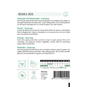 HT Pastinaak 'Guernsey' - Pinksternakel - afbeelding 2