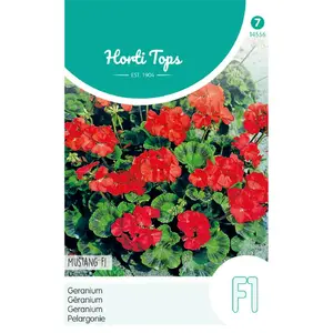 HT PELARGONIUM, GERANIUM MUSTANG F1 ROOD - afbeelding 2