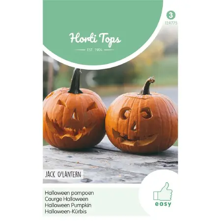 HT POMPOEN JACK O'LANTERN (CUCURBITA PEPO) - afbeelding 1