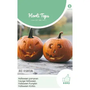 HT POMPOEN JACK O'LANTERN (CUCURBITA PEPO) - afbeelding 2