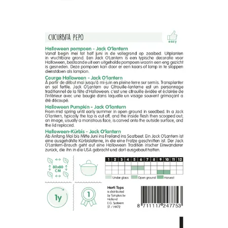 HT POMPOEN JACK O'LANTERN (CUCURBITA PEPO) - afbeelding 2