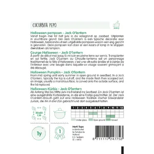 HT POMPOEN JACK O'LANTERN (CUCURBITA PEPO) - afbeelding 2