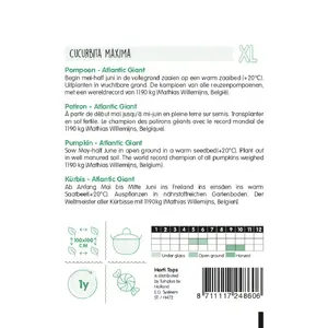 HT Pompoenen 'Atlantic Giant' - afbeelding 2