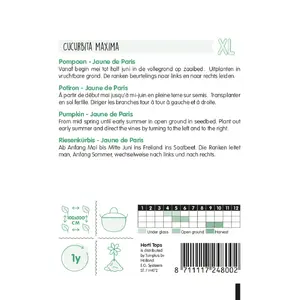 HT Pompoenen 'Jaune de Paris' - Centenaar - afbeelding 2