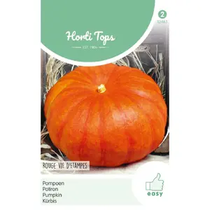 HT POMPOENEN ROUGE VIF D' ETAMPES - afbeelding 2