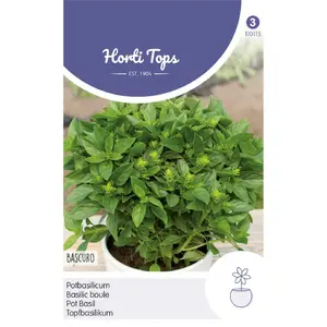 HT POT-BASILICUM BASCURO GRIEKSE DONKERGROENE