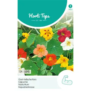 HT TROPAEOLUM, OOST-INDISCHE KERS TOM THUMB - afbeelding 1