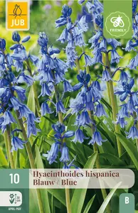 Hyacint 'Hispanica' - Blauw