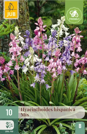 Hyacint 'Hispanica' - Mix