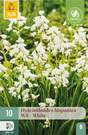 Hyacint 'Hispanica' Wit
