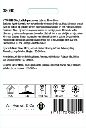 Hyacintboon 'Lablab Silver Moon' - afbeelding 2