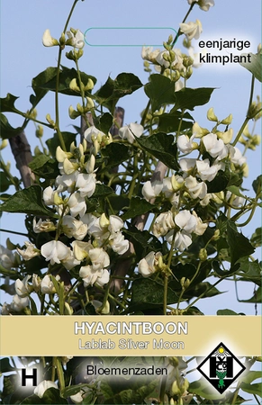 Hyacintboon 'Lablab Silver Moon' - afbeelding 1