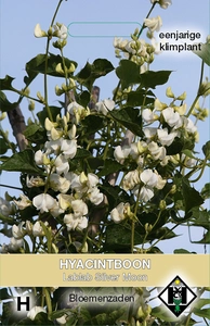 Hyacintboon 'Lablab Silver Moon' - afbeelding 1