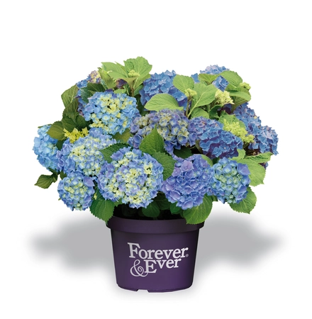 Hydrangea 'Macrophylla' Forever & Ever - Blauw - afbeelding 1