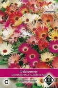 IJsbloemen 'Sunshine' Mix