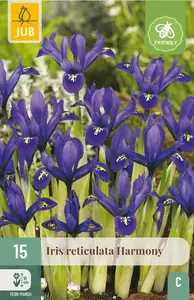 Iris 'Harmony'