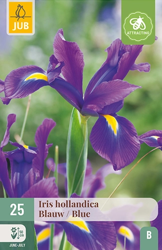 Iris 'Hollandica' - Blauw