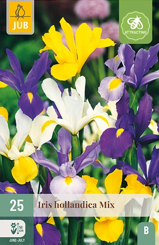 Iris 'Hollandica' - Mix