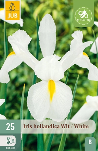 Iris 'Hollandica' - Wit