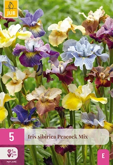 Iris 'Sibirica Peacook' - Mix