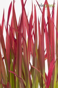 Japans Bloedgras 'Red Baron' - P14cm - afbeelding 3