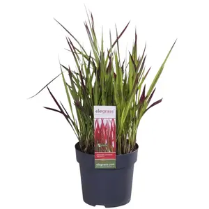 Japans Bloedgras 'Red Baron' - P14cm - afbeelding 1
