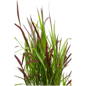 Japans Bloedgras 'Red Baron' - P23cm - afbeelding 2