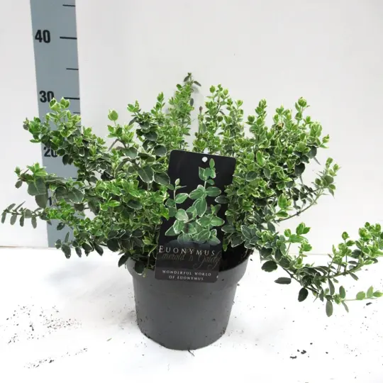 Japanse Kardinaalsmuts 'Emerald Gaiety' - P19cm