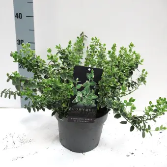 Japanse Kardinaalsmuts 'Emerald Gaiety' - P19cm