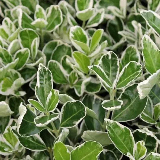 Japanse Kardinaalsmuts 'Emerald Gaiety' - P9cm - afbeelding 2