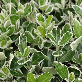 Japanse Kardinaalsmuts 'Emerald Gaiety' - P9cm - afbeelding 2