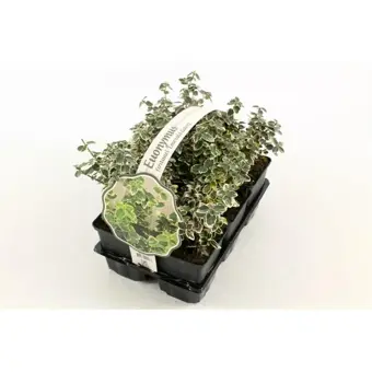 Japanse Kardinaalsmuts 'Emerald Gaiety' - P9cm - afbeelding 1