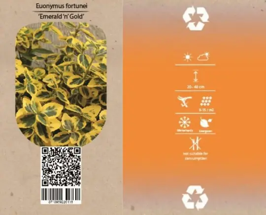 Japanse Kardinaalsmuts 'Emerald 'n Gold' - P9cm - afbeelding 4