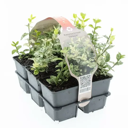 Japanse Kardinaalsmuts 'Harlequin' - P9cm - afbeelding 1