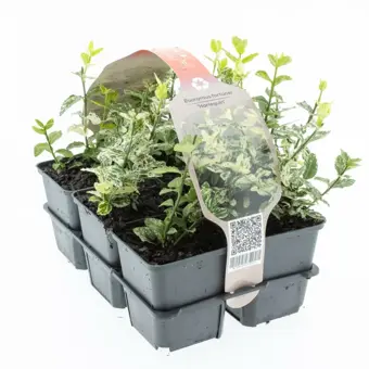 Japanse Kardinaalsmuts 'Harlequin' - P9cm - afbeelding 1