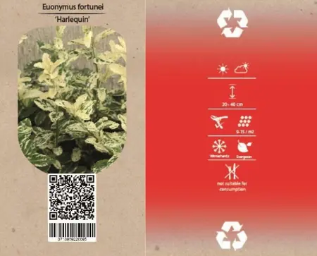 Japanse Kardinaalsmuts 'Harlequin' - P9cm - afbeelding 4